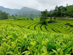 Carita Enteh Jeung Kopi anu pinunjul