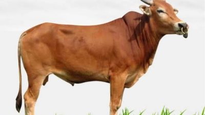 Jagalah Qurbanmu dari Dosa Administratif!