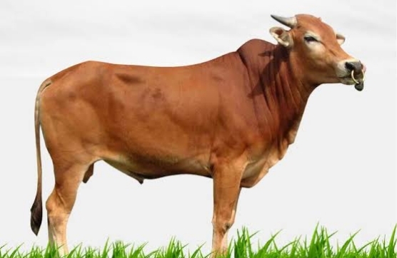 Jagalah Qurban dari Dosa Administratif!