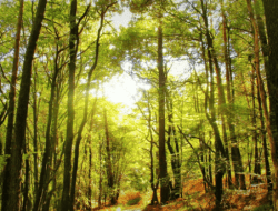 “Menghapus Luka, Menenangkannya di Pelukan Alam”