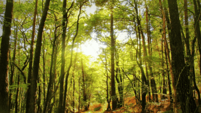 “Menghapus Luka, Menenangkannya di Pelukan Alam”