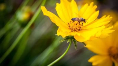 Aku pernah tersengat,tapi tidak terbakar