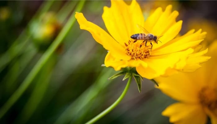 Saya pernah tersengat,tapi tidak terbakar