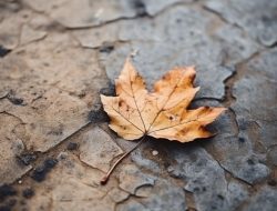 Saat Daun Gugur Satu: Kisah Puitis tentang Perpisahan dan Kepulangan