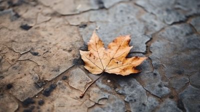 Saat Daun Gugur Satu: Kisah Puitis tentang Perpisahan dan Kepulangan