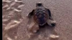 Surat untuk Diri Sendiri