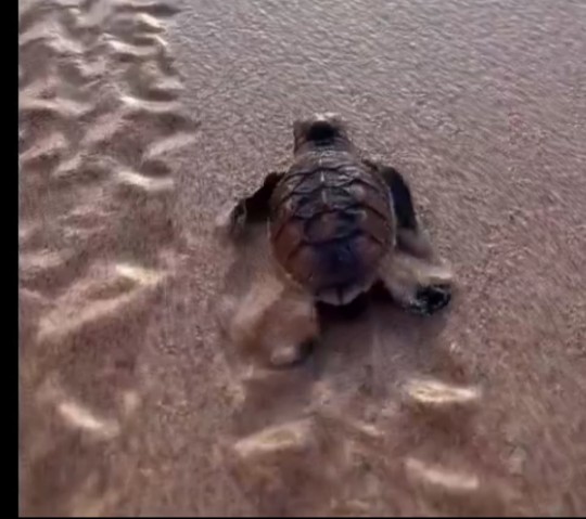 Surat untuk Diri Sendiri