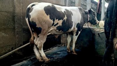 Memahami Makna Qurban