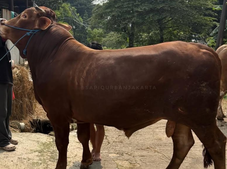 Shaum Arafah bagi pequrban